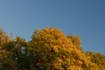 Top of tree with beautiful golden foliage on blue ske at sunny autumn day.