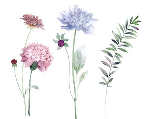 Flowers watercolor illustration.Manual composition.Big Set watercolor elements. - 365160588