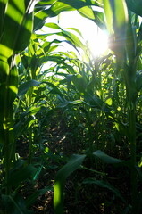 in a field of corn on a sunny day