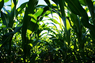 bottom-up view from the corn thicket