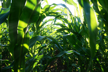  in a thicket of corn                              