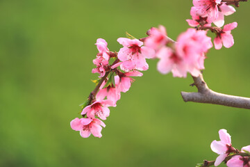 Peach trees blossom in spring