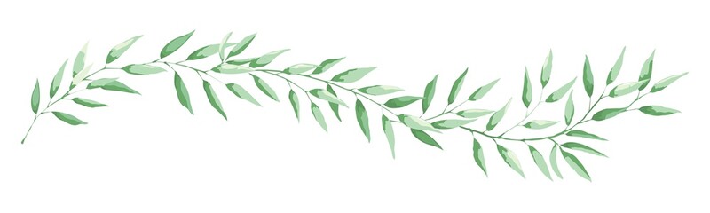 Green leaf -- narrow banner. Long curved branch with narrow leaves, vector illustration, design element.