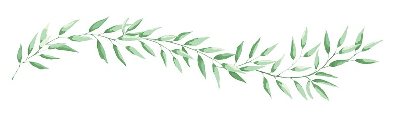 Green leaf -- narrow banner. Long curved branch with narrow leaves, vector illustration, design element. © imagination13