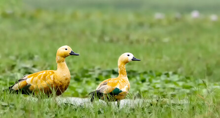 Ruddy Shelduck  in an overcast morning in a wetland.