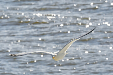 flying seagull against the sea, with the reflection of the sun in the water