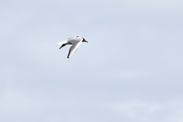 Black-headed gull in flight, against blue background. Front view