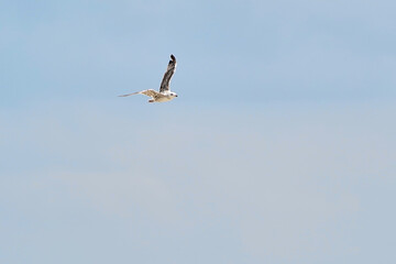 Beautiful white seagull flying against the blue sky and white clouds, freedom and flight concept