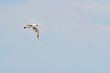 Beautiful white seagull flying against the blue sky and white clouds, freedom and flight concept
