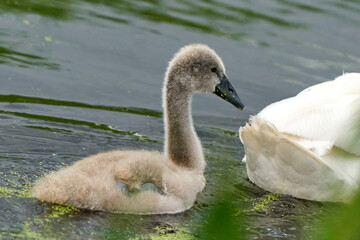 Panorama of baby swans, the little chicks swimming in a pond. white and grey colored. Duckweed floats in the water