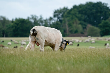 Fototapeta premium Cows and bulls graze on a pasture in a green meadow, eat fresh grass. White bull in foreground, herd in background. The concept of livestock and organic food
