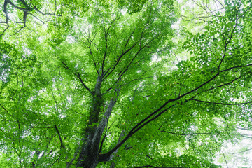 新緑イメージ　背景素材