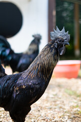 Rare Indonesian black roosters on the poultry yard.  Two black cocks. Selective focus