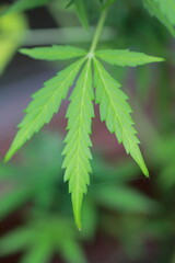 Marihuana Hemp Canabis leaf detail