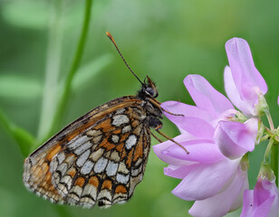 Wachtelweizen-Scheckenfalter (Melitaea athalia) an der Blüte einer Bunten Kronwicke (Securigera varia)