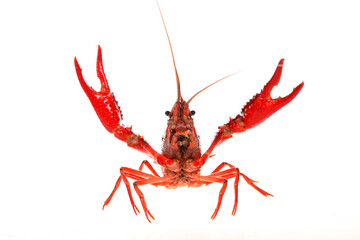 Crawfish