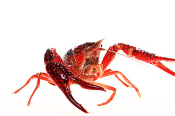 Crawfish