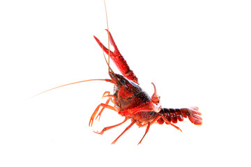 Crawfish