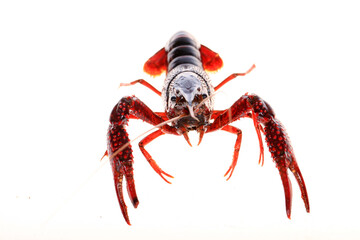 Crawfish