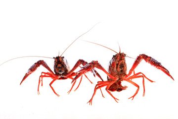 Crawfish