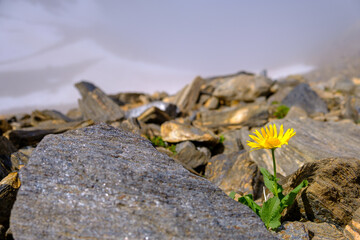 Arnica Montana cresciuta tra le pietre sulle Alpi Lepontine