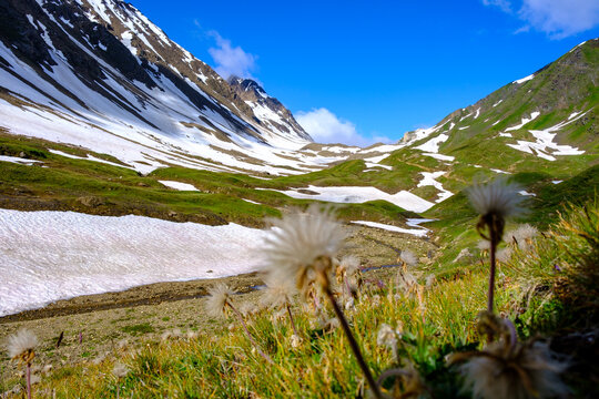 Camedrio Alpino (Dryas Octopetala) sulle Alpi Lepontine, Passo Gries, confine tra Svizzera e Italia