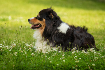 Bernese mountain dog in beautiful spring flowered field. Spring flowers and dog.