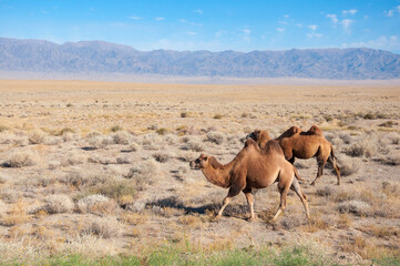 Two Bactrian camels (Camelus bactrianus) walking along dried steppe in Central Asia with mountains in the background, Kazakhstan
