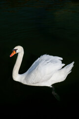 White swan on the dark water.
