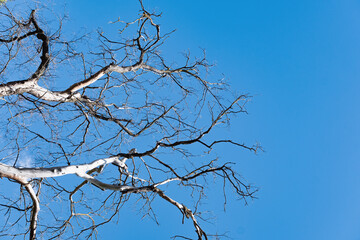 Dry tree against the background of the summer blue sky with clouds. The concept of minimalism and loneliness.