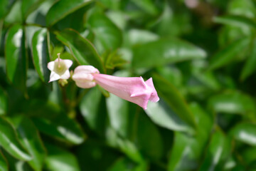 Pink trumpet vine