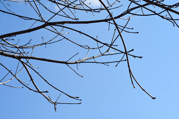 Common horse chestnut