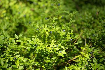 Fototapeta na wymiar Glade with wild berries blueberries on a summer day. Edible berries in a clearing.