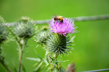 Blooming thistle with a bumblebee, Bombus,full of pollen. Neonicotinoid pesticides represent a risk to wild bees and honeybees, Netherlands, EU