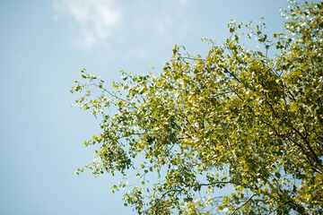 The top of a birch with green leaves on a background of blue sky on a summer day.