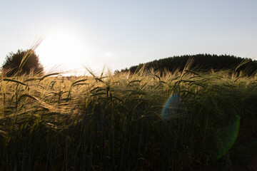 reeds at sunset