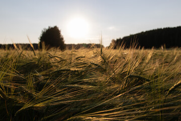 sunset in the field