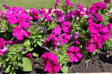 Blooming magenta colored petunias in mid June