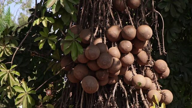 The sapodilla fruit grows on a tree. Sapodilla or Chica fruit in Asia
