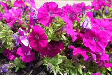 Closeup of magenta colored flowers of petunias in mid July