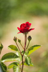 Obraz premium Small red rose on a sunny summer day in the garden close-up.