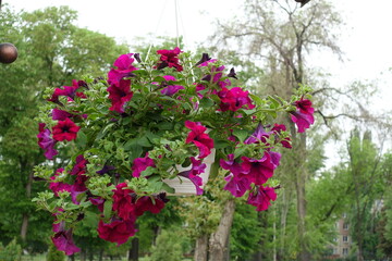Fototapeta na wymiar Hanging pot with magenta colored flowers of petunias in May