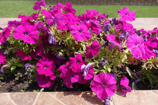 Container with magenta colored flowers of petunias in mid July
