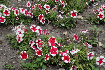 Naklejka premium Red and white flowers of petunias in mid July