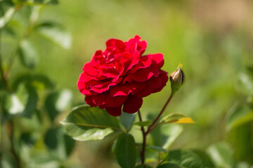 Closeup of a red rose bud on a summer day in the sun in the garden.