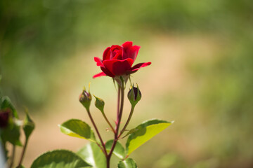 Red rose in the summer sunny garden.