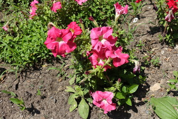 Flowering salmon pink petunia in mid June