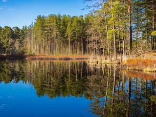 Fairytale forest. Nature of northwest of Russia.