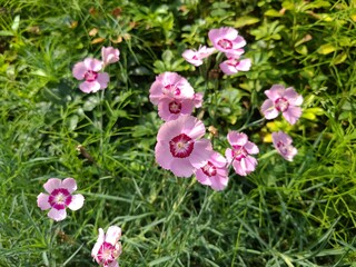the china pink flowers in the park