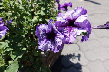 Blue Daddy cultivar of petunia in bloom in mid June